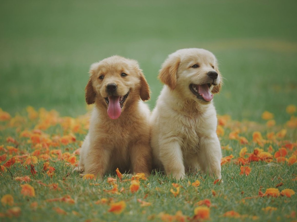 Animales 1