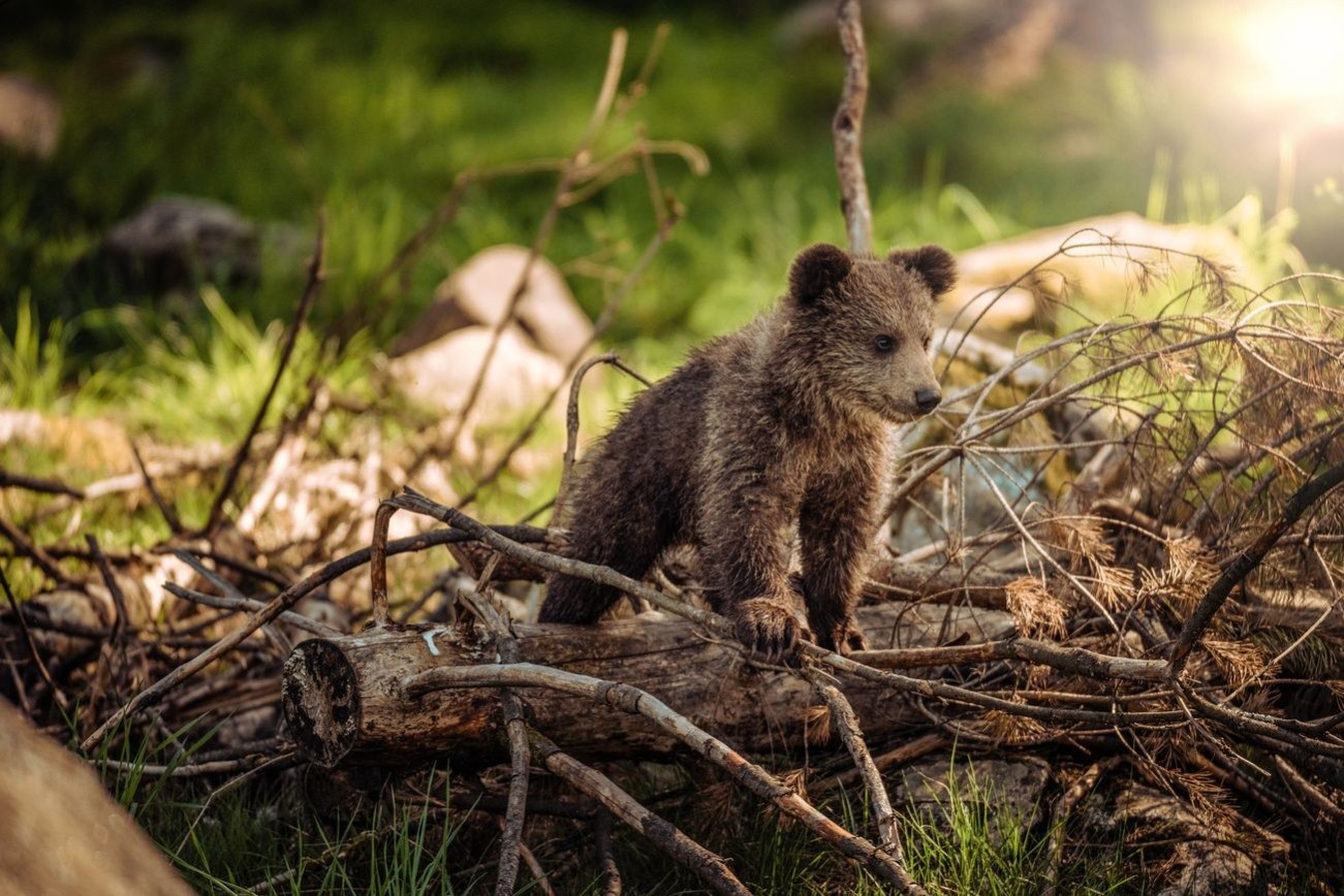 Animales 2