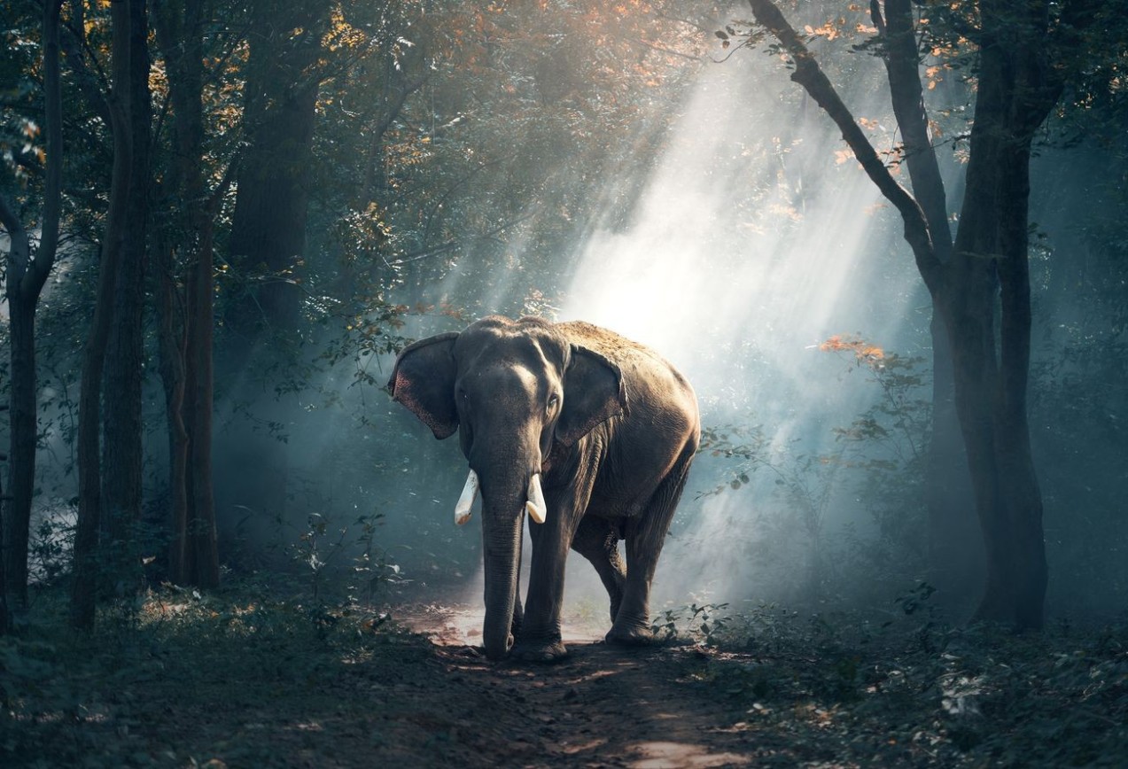Animales 3