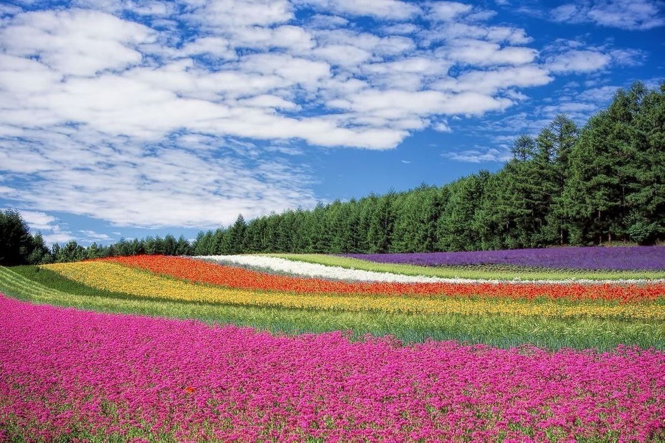 Flores 1