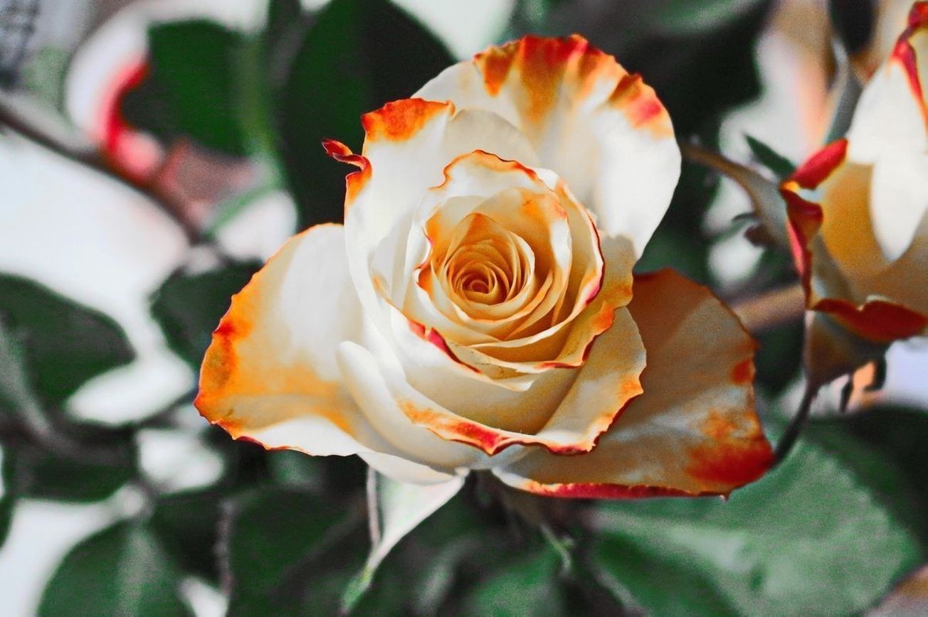 Flores 2