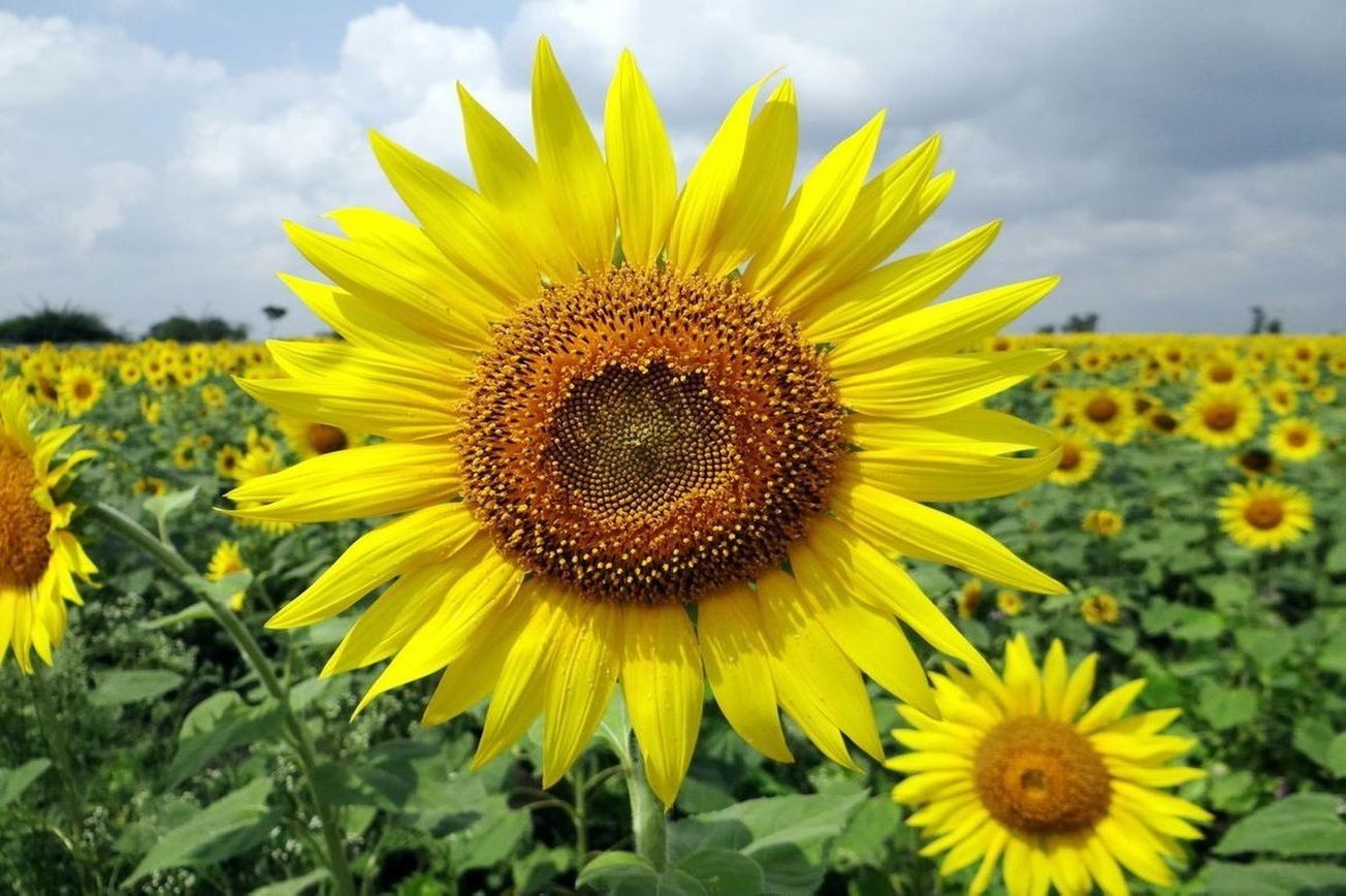 Flores 3