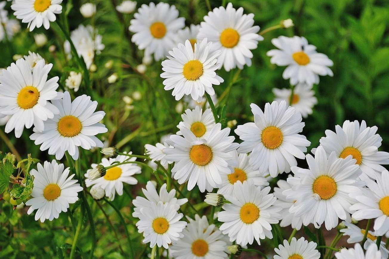 Flores 4