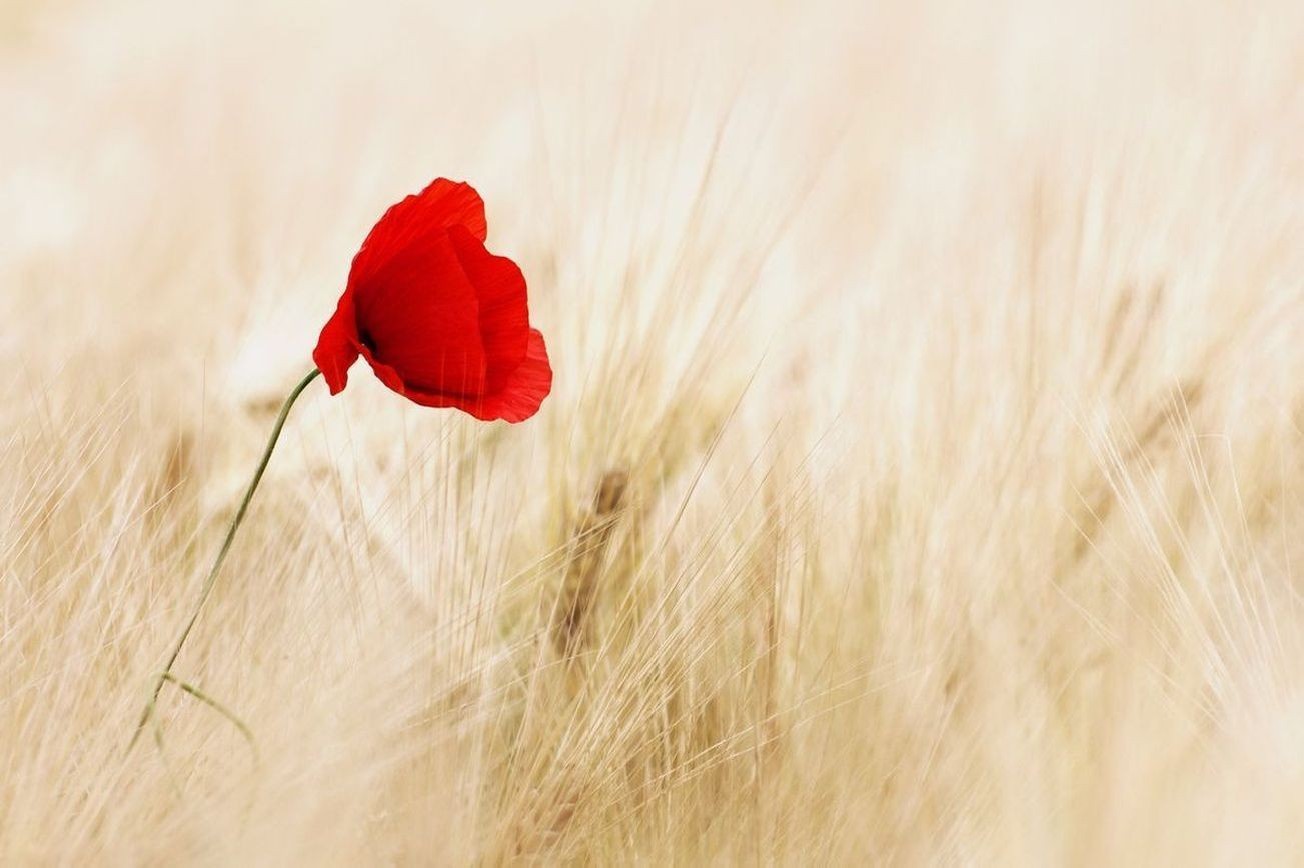 Flores 7