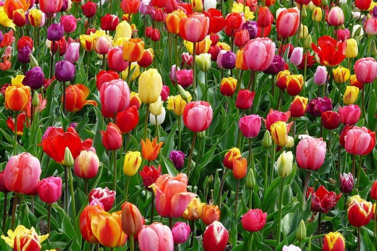 Flores 6