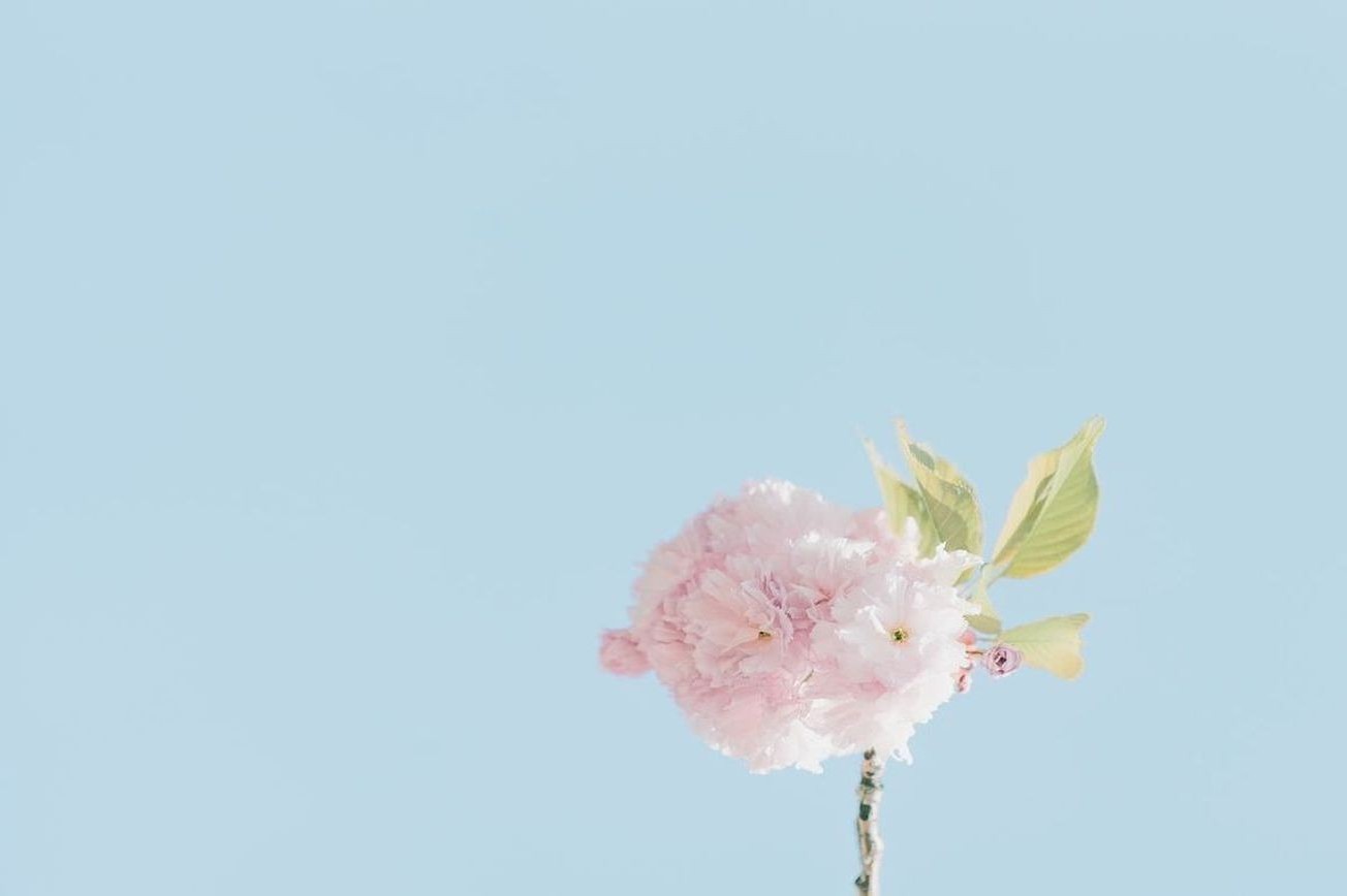 Flores 8