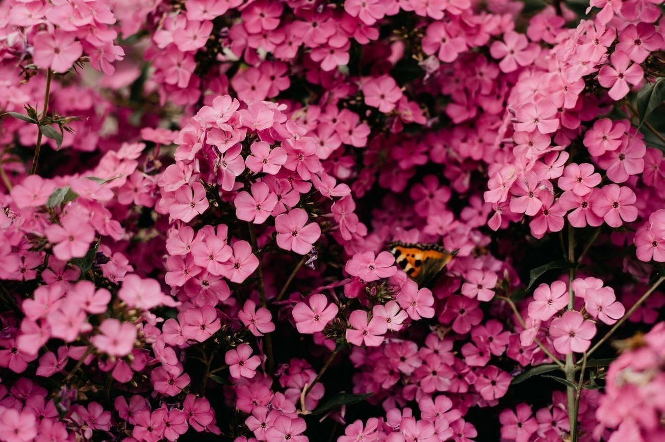 Flores 13