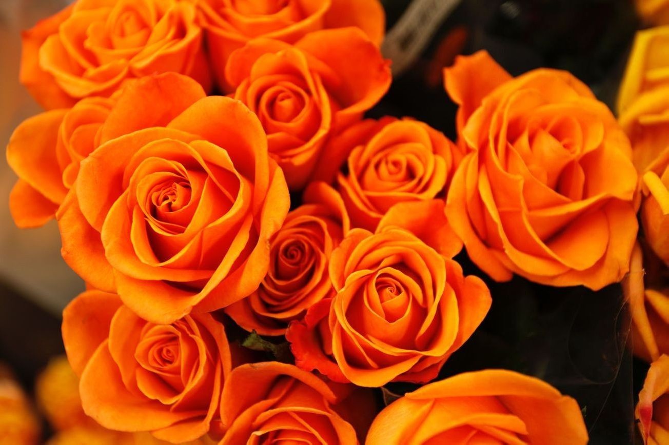 Flores 14