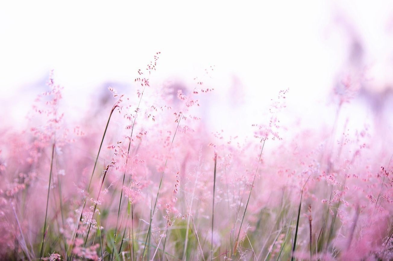 Flores 16
