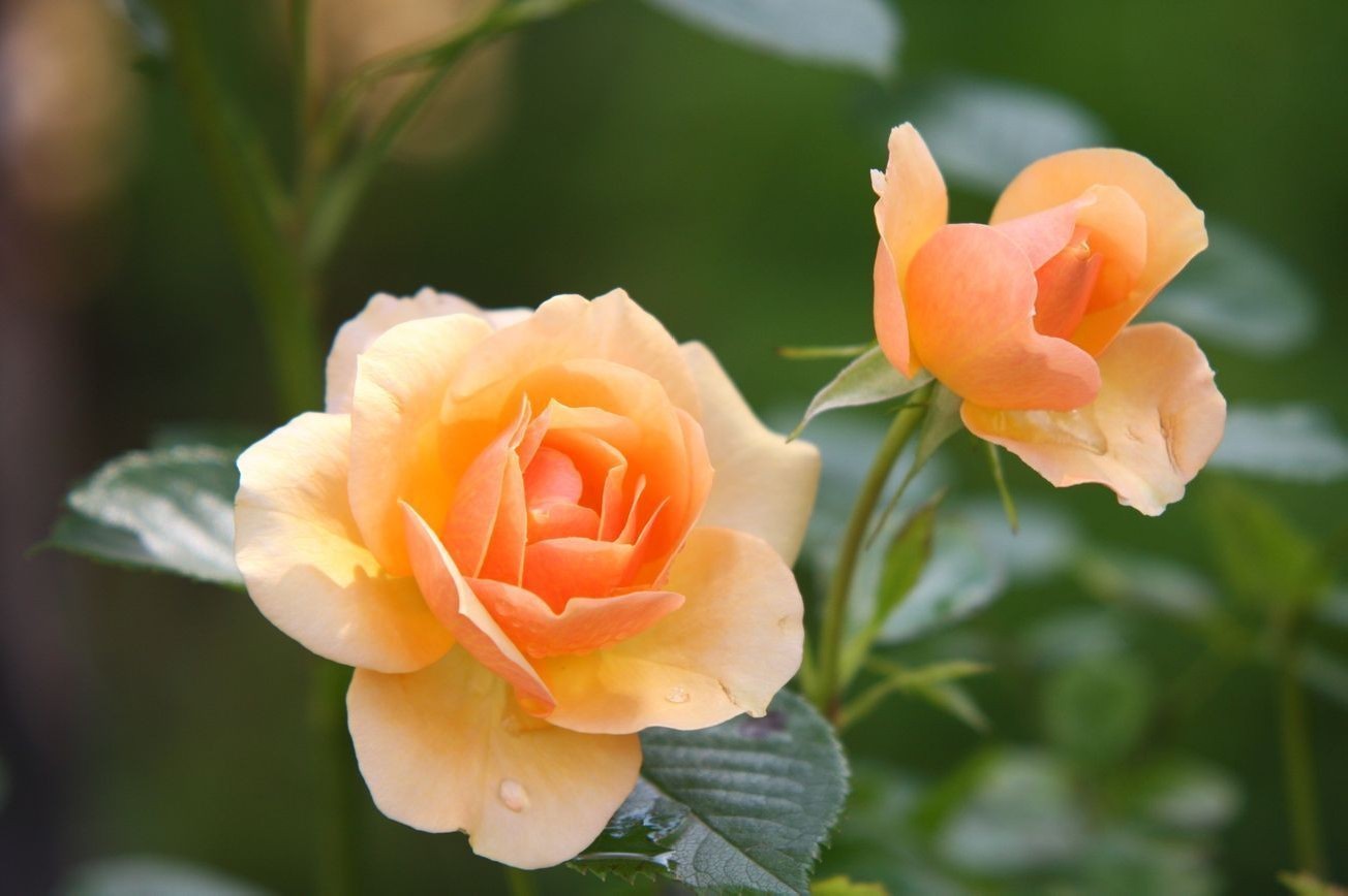 Flores 17