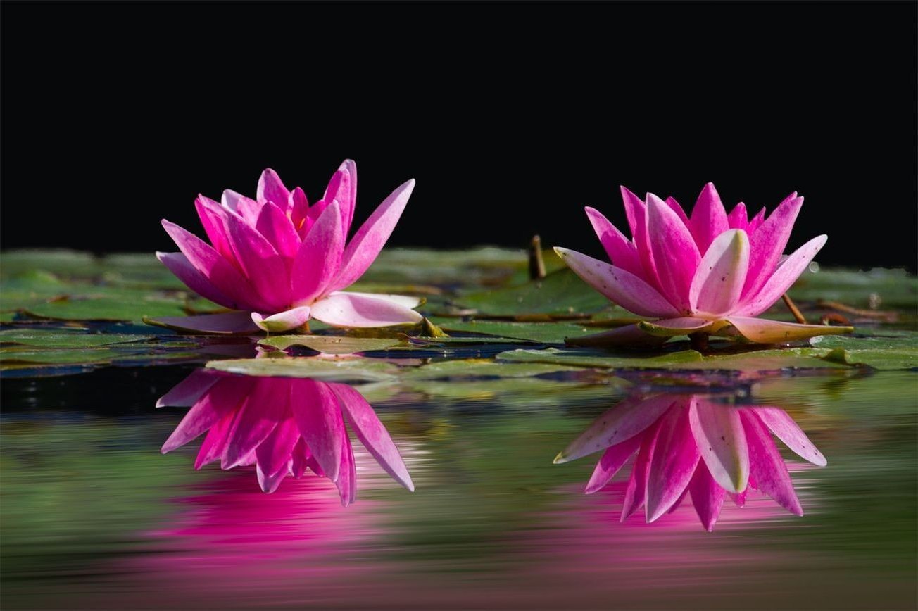 Flores 18