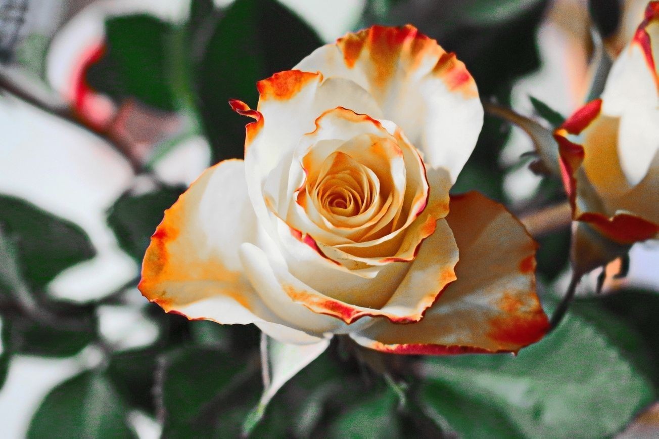 Flores 19