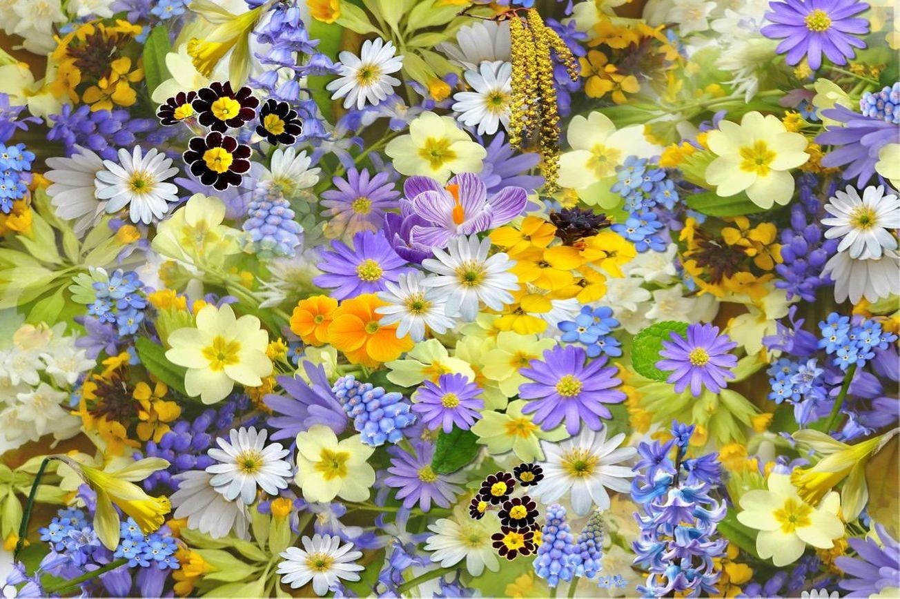 Flores 22