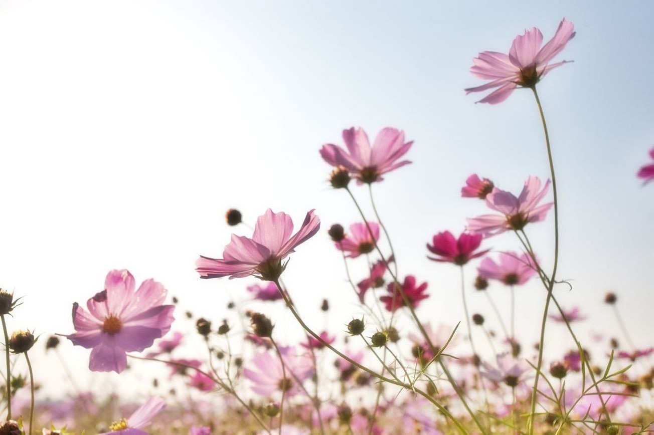 Flores 25