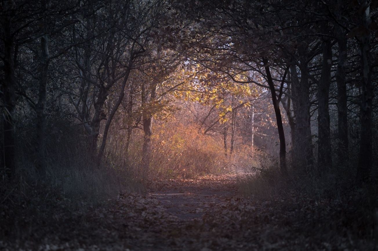 Paisaje bosque 3