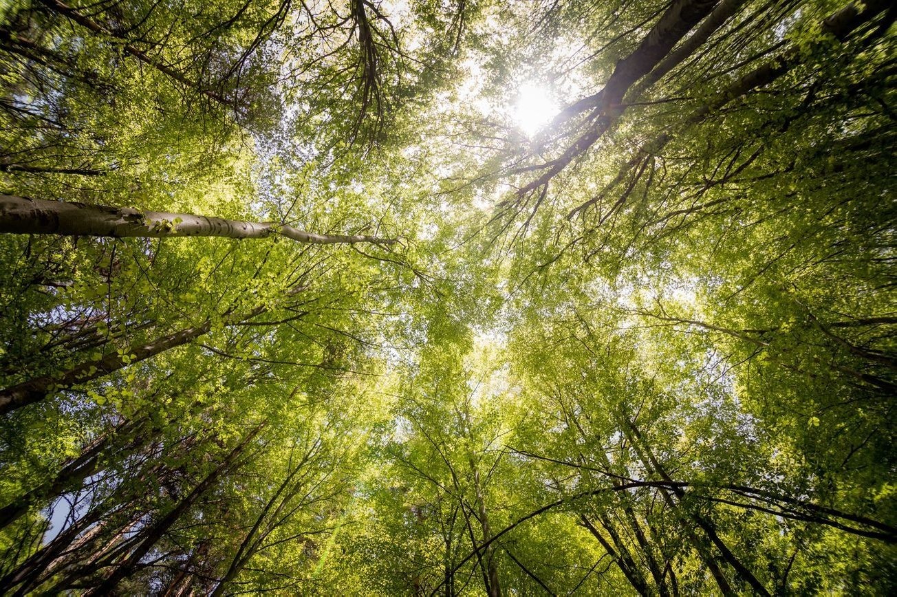 Paisaje bosque 4