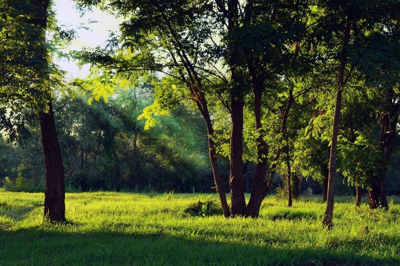 Paisaje bosque 5