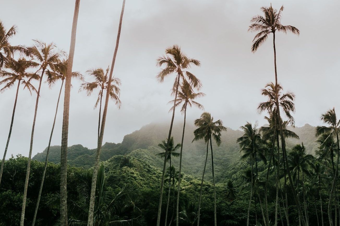 Paisaje bosque 6