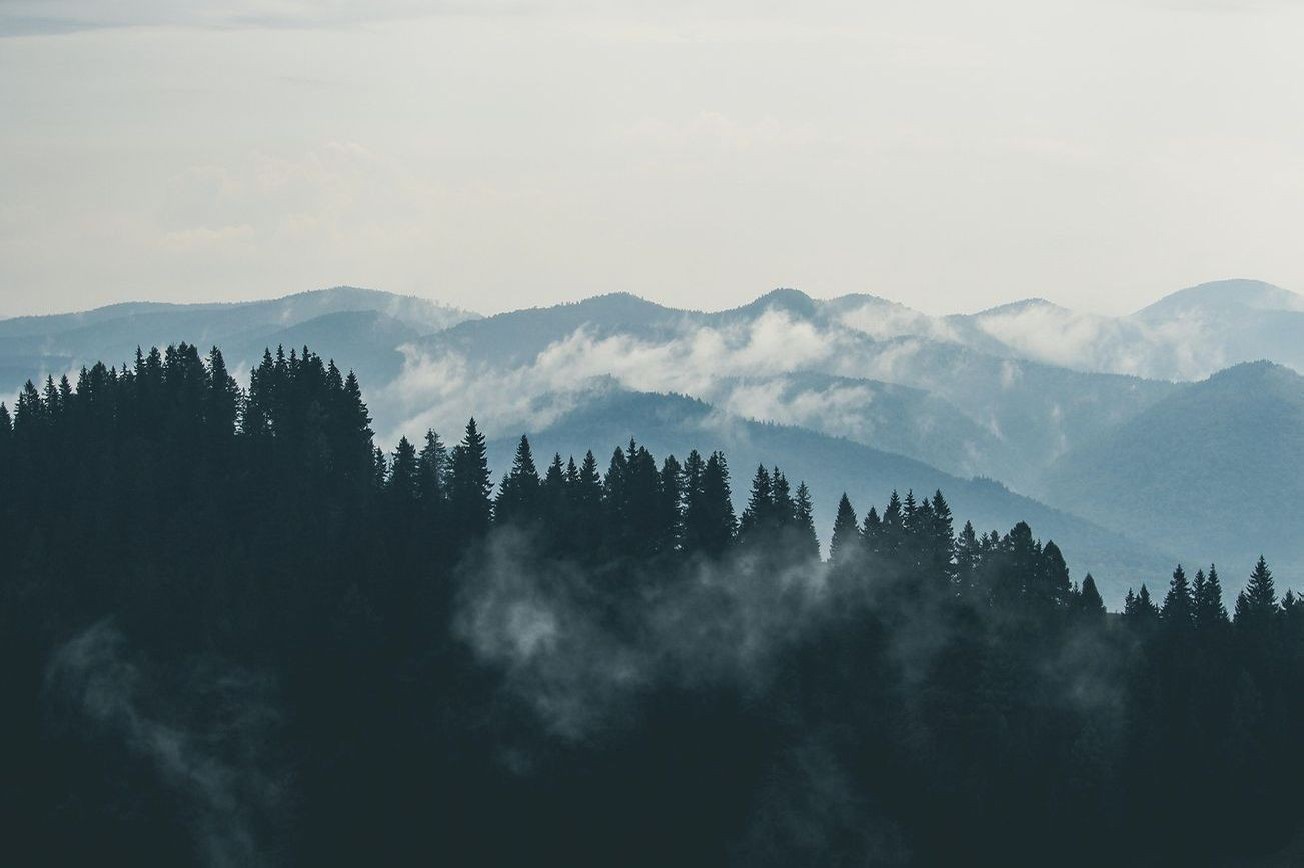 Paisaje bosque 7