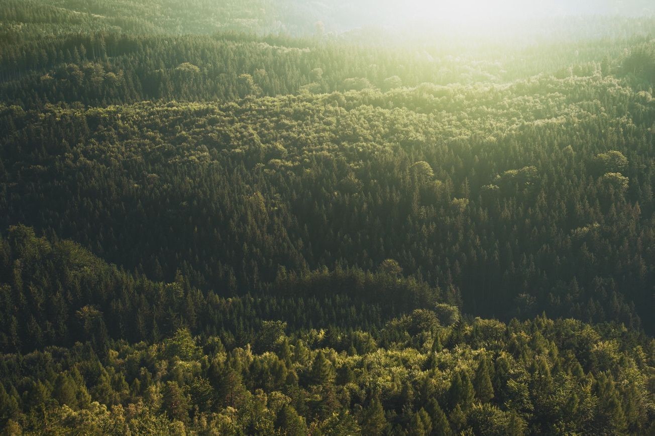 Paisaje bosque 8