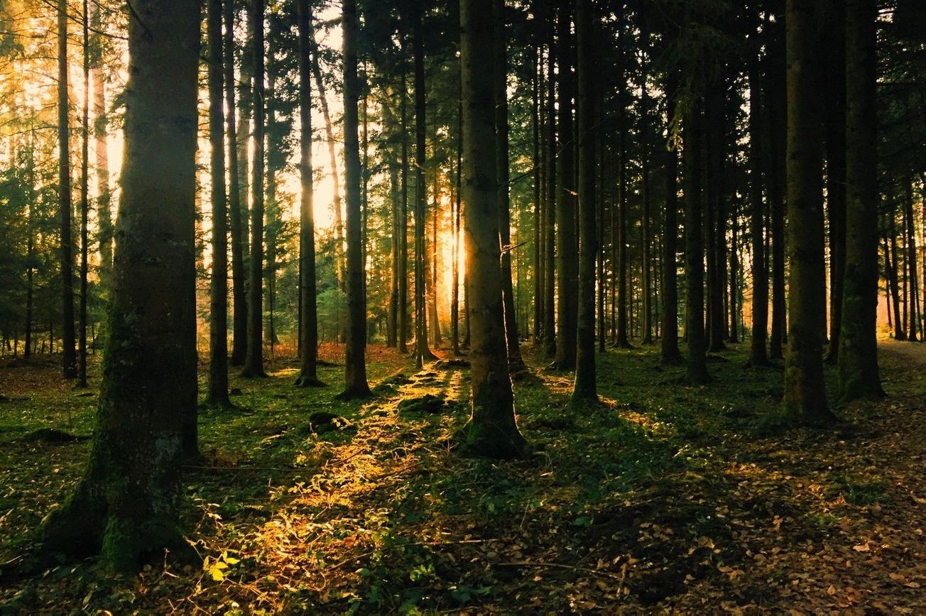 Paisaje bosque 9
