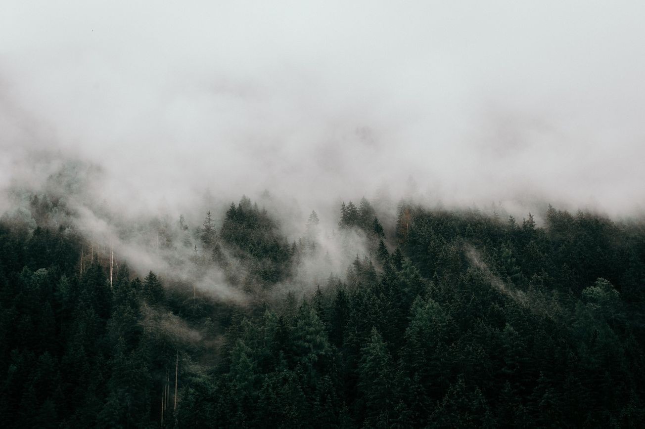 Paisaje bosque 11