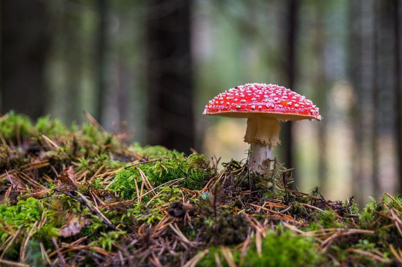 Paisaje bosque 12