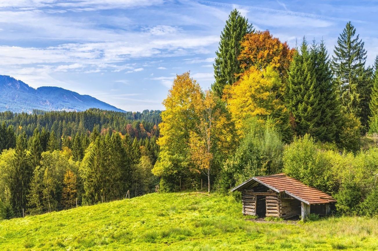 Paisaje bosque 15