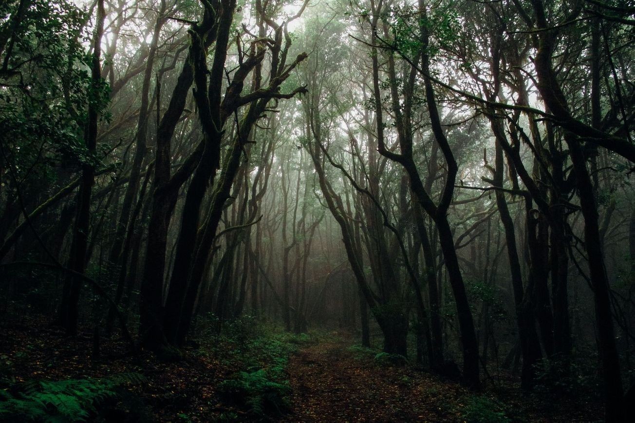 Paisaje bosque 18