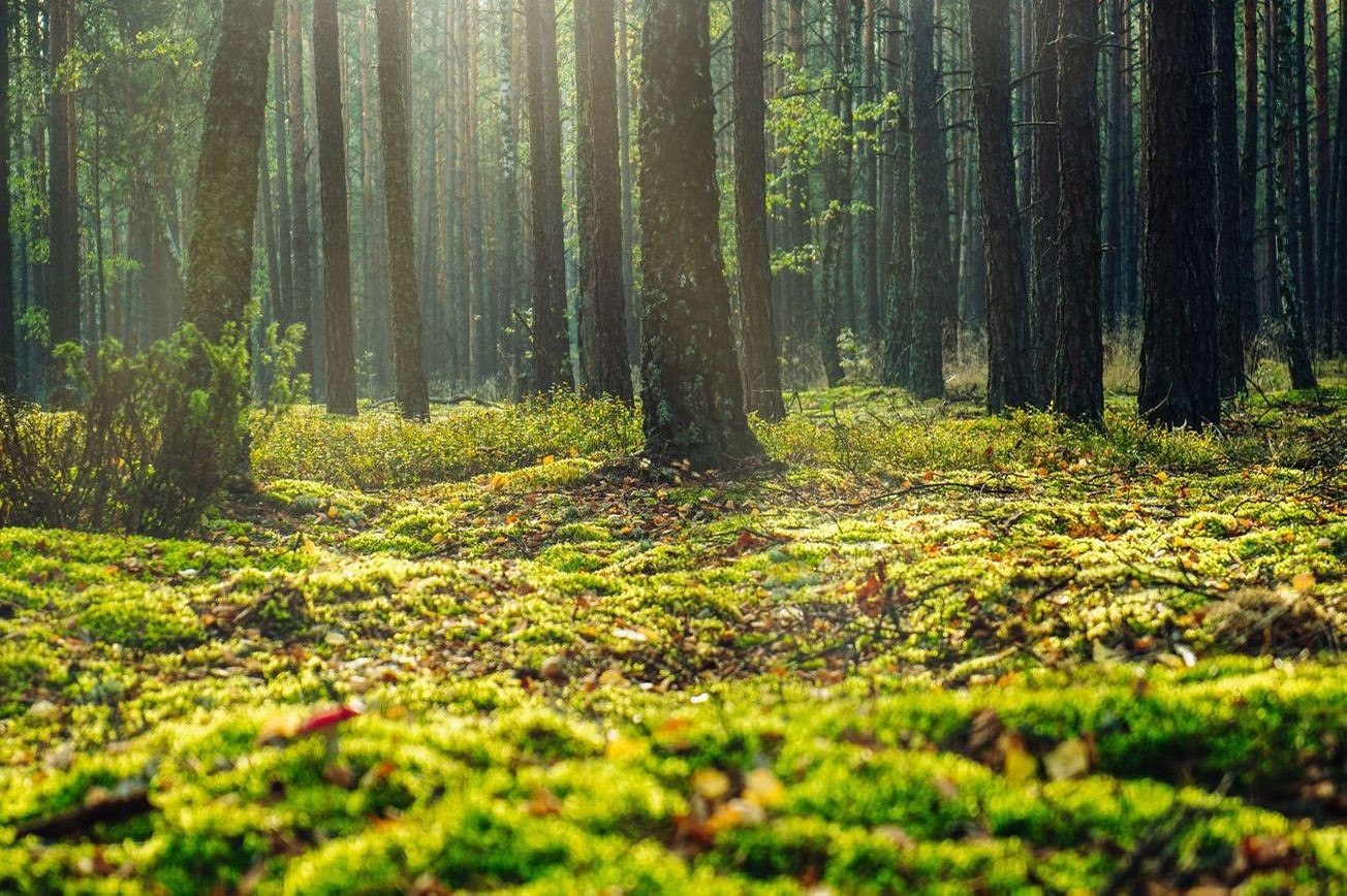 Paisaje bosque 21