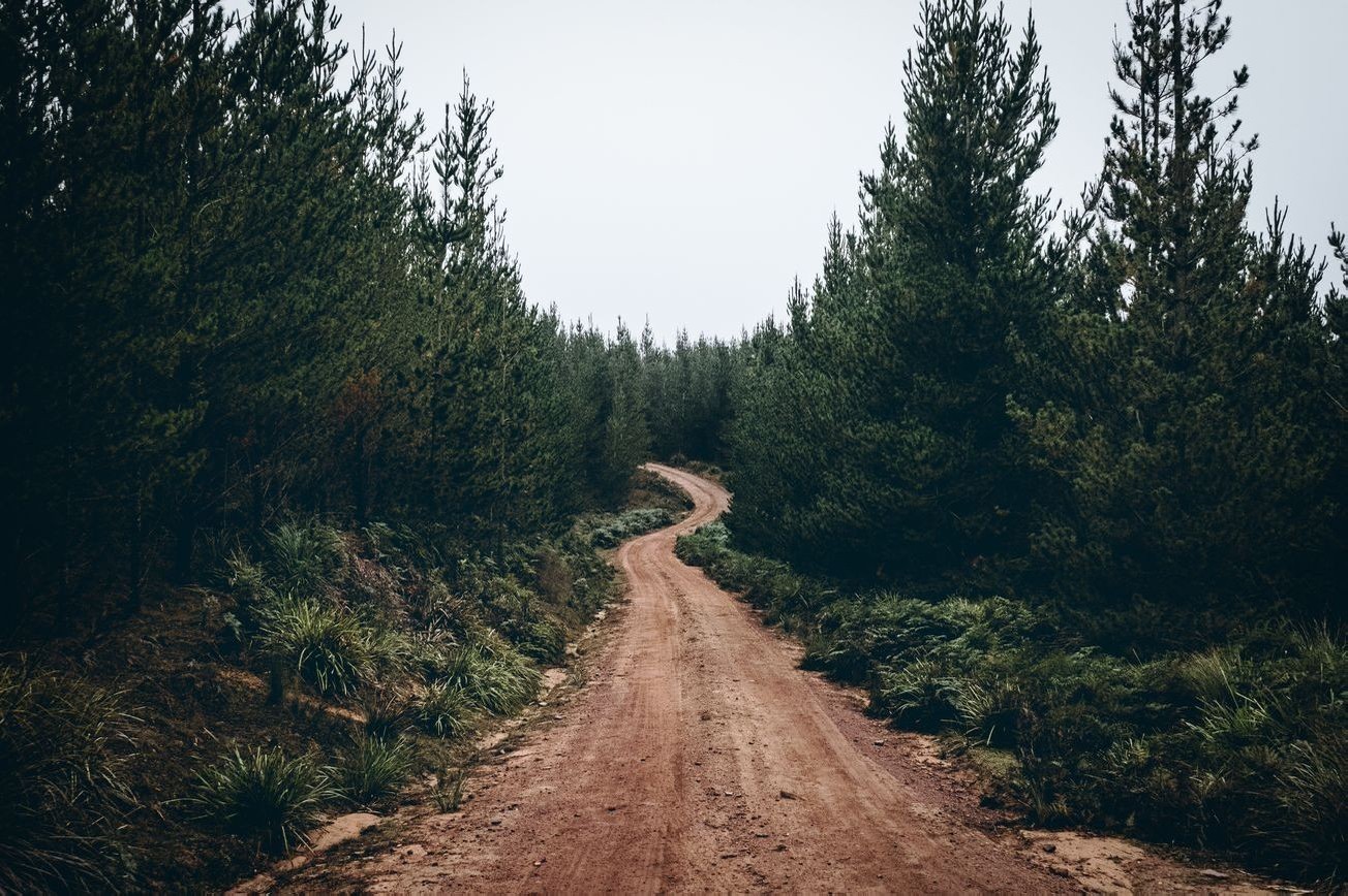 Paisaje bosque 23