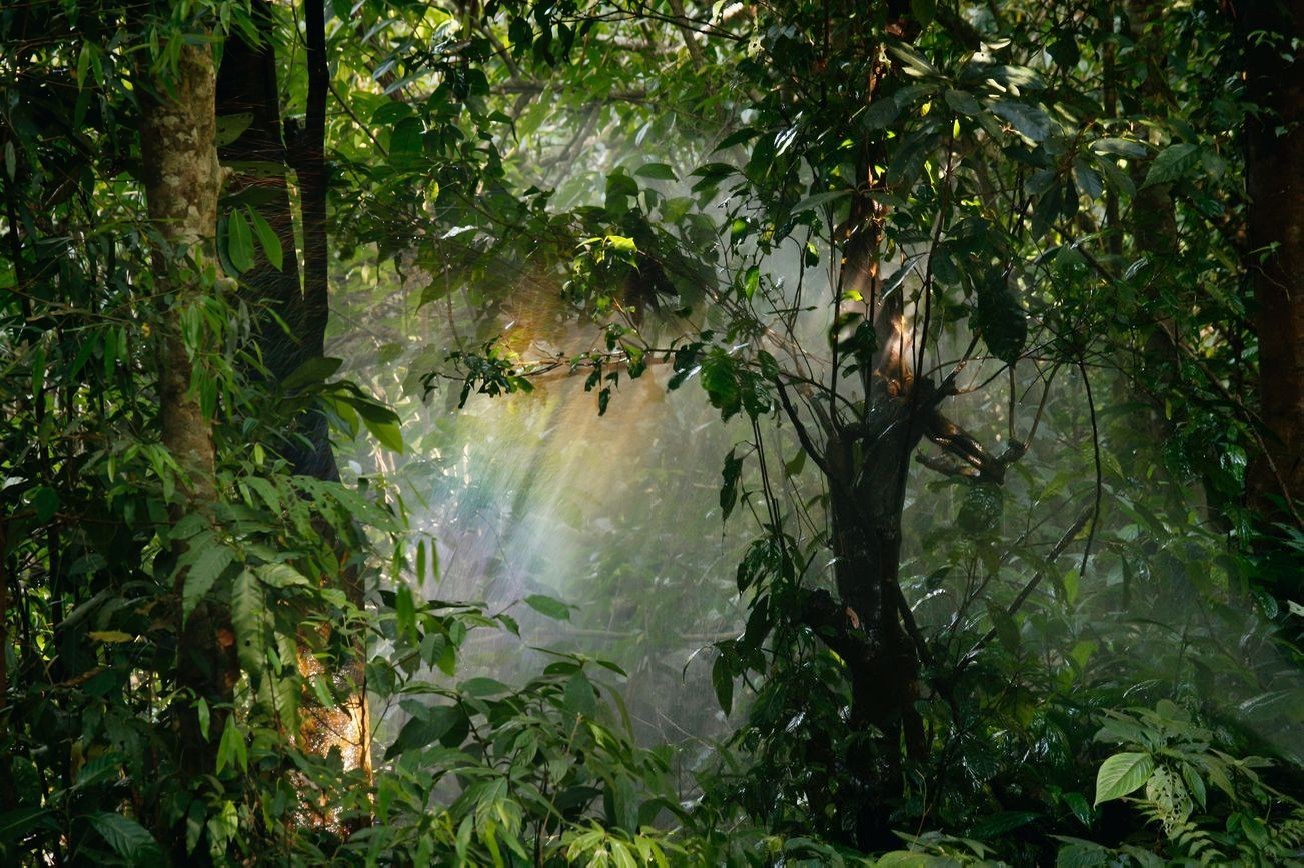 Paisaje bosque 24