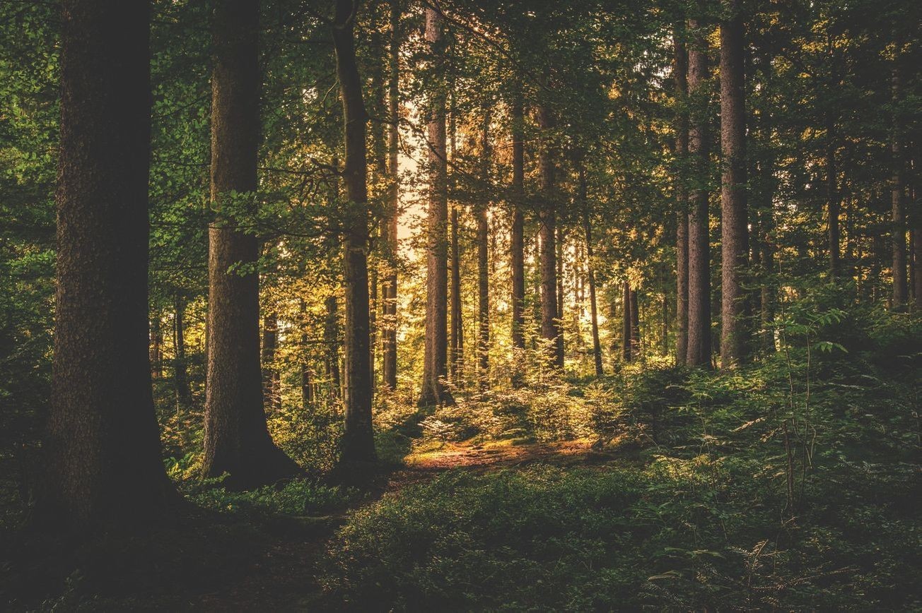Paisaje bosque 27