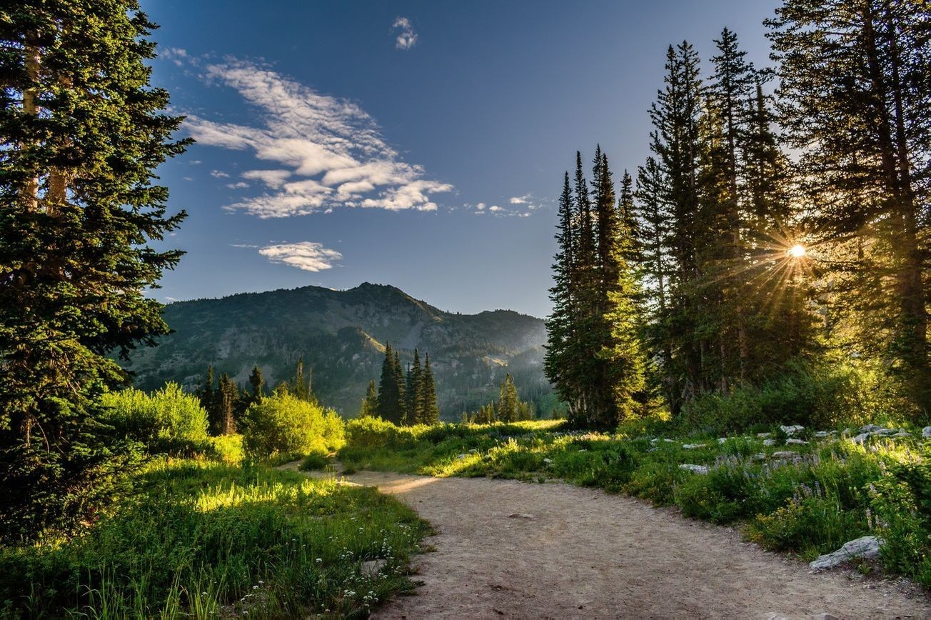 Paisaje bosque 29