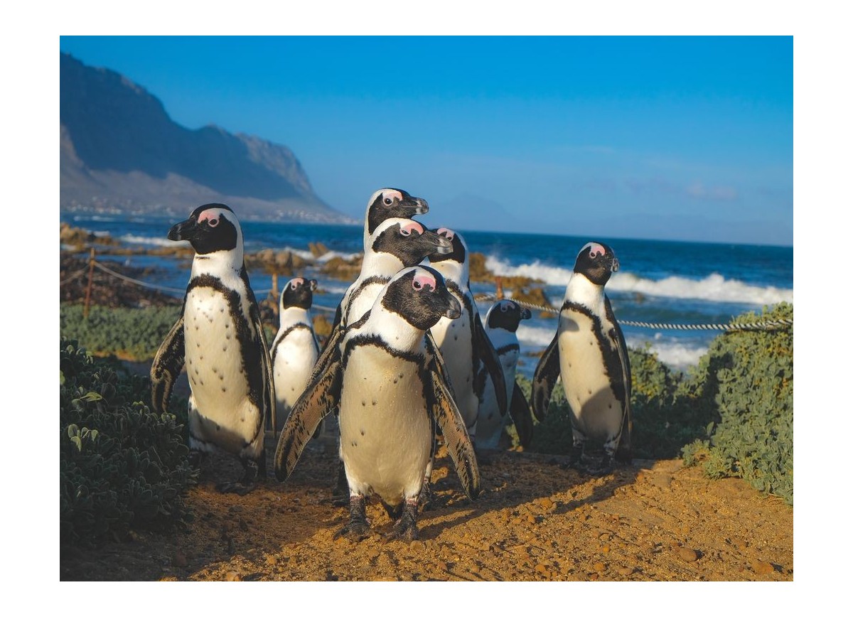 Animales 6