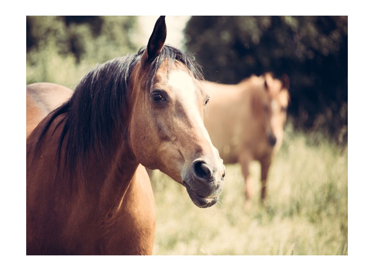Animales 9