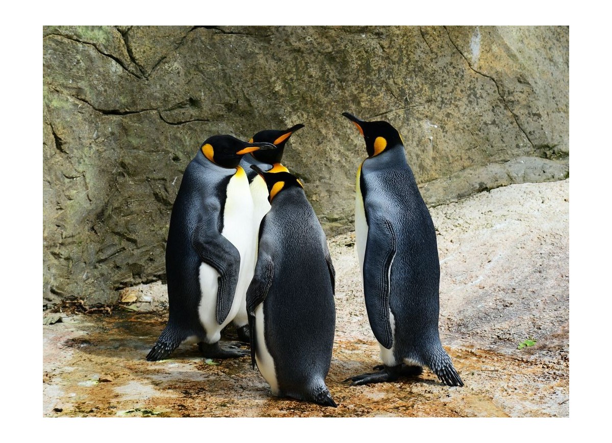 Animales 11