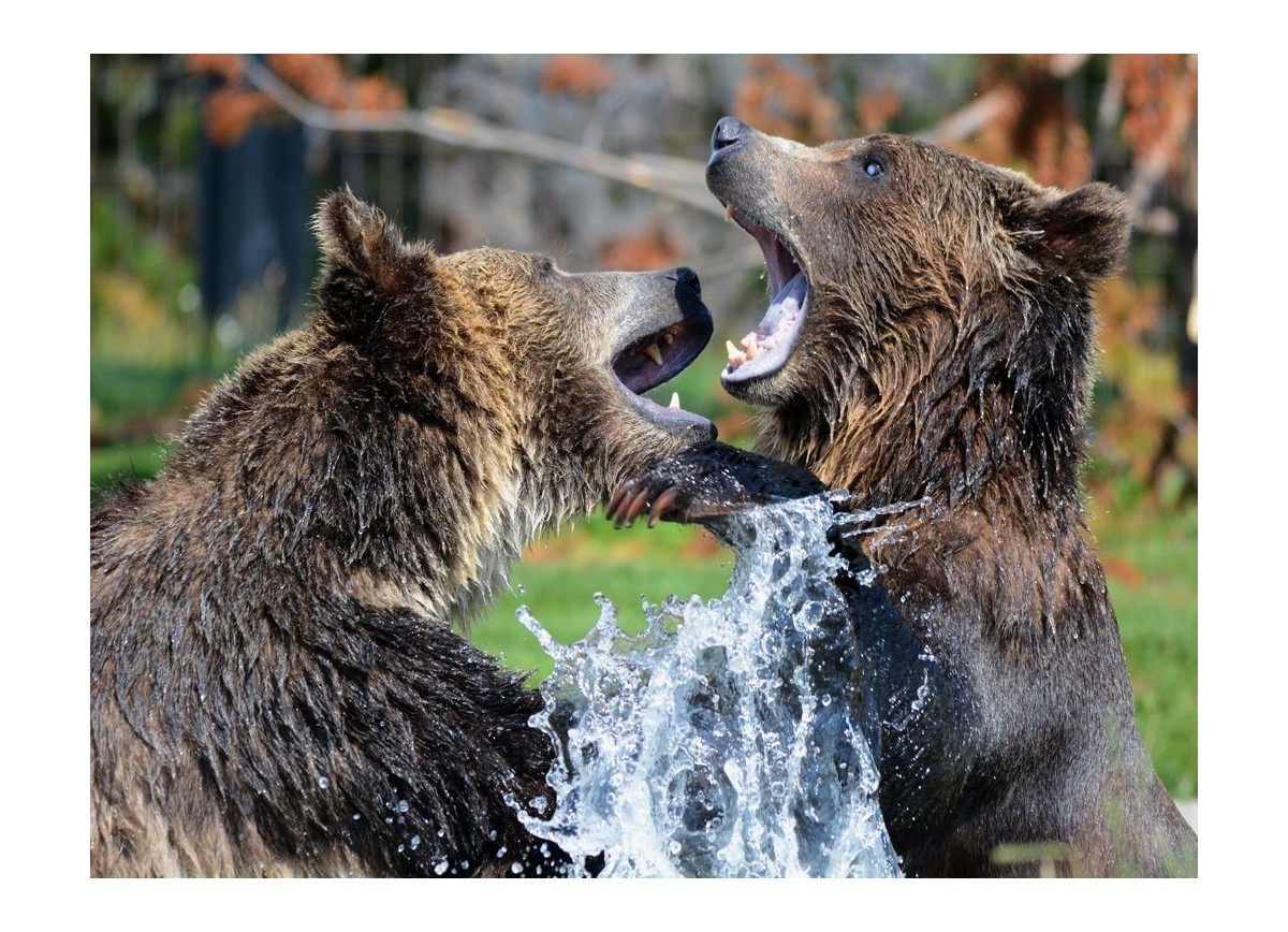 Animales 12