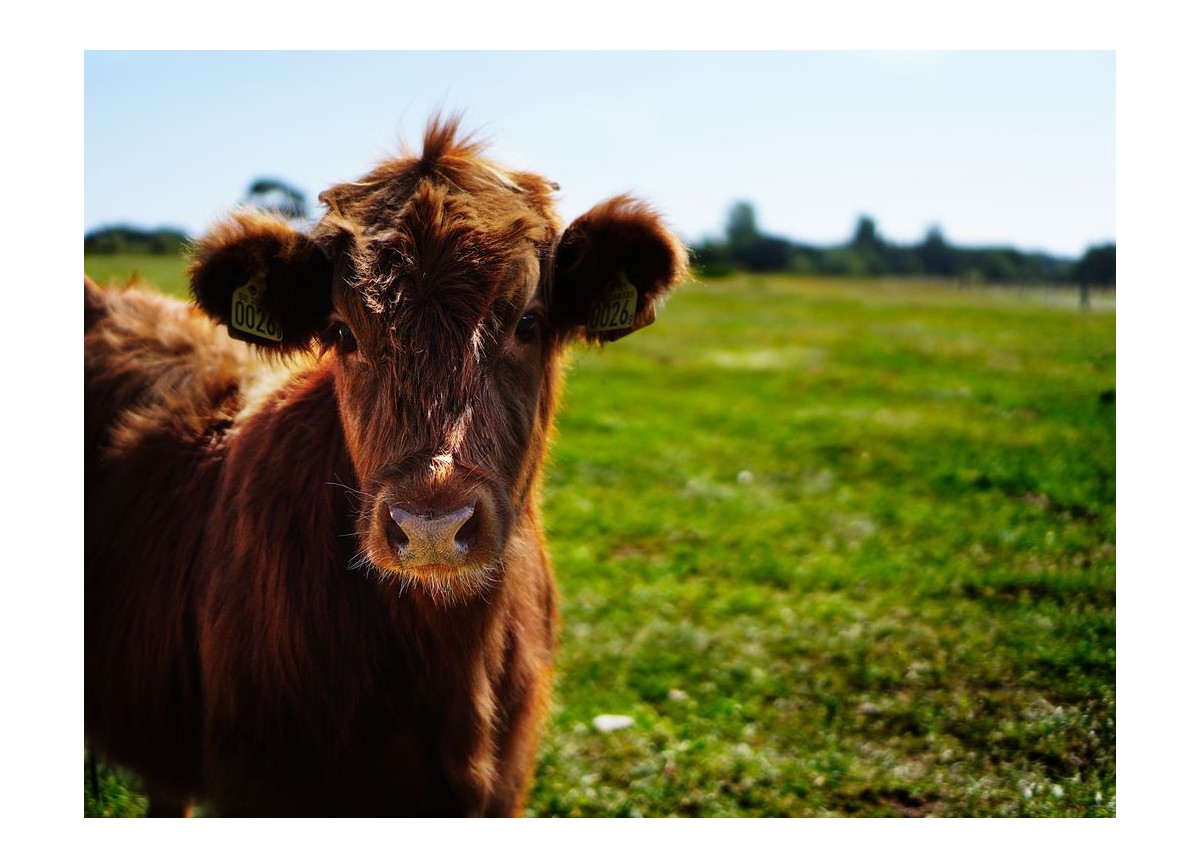 Animales 13