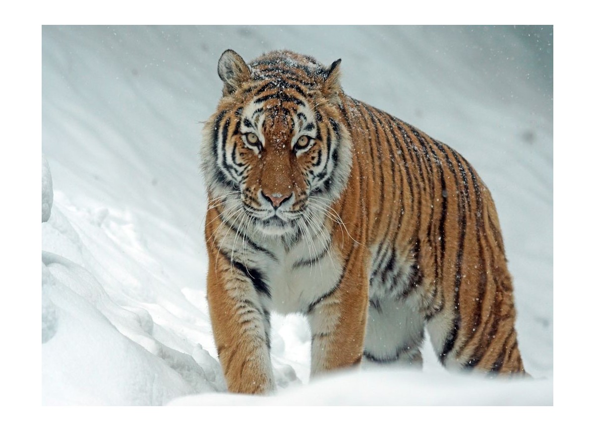 Animales 14