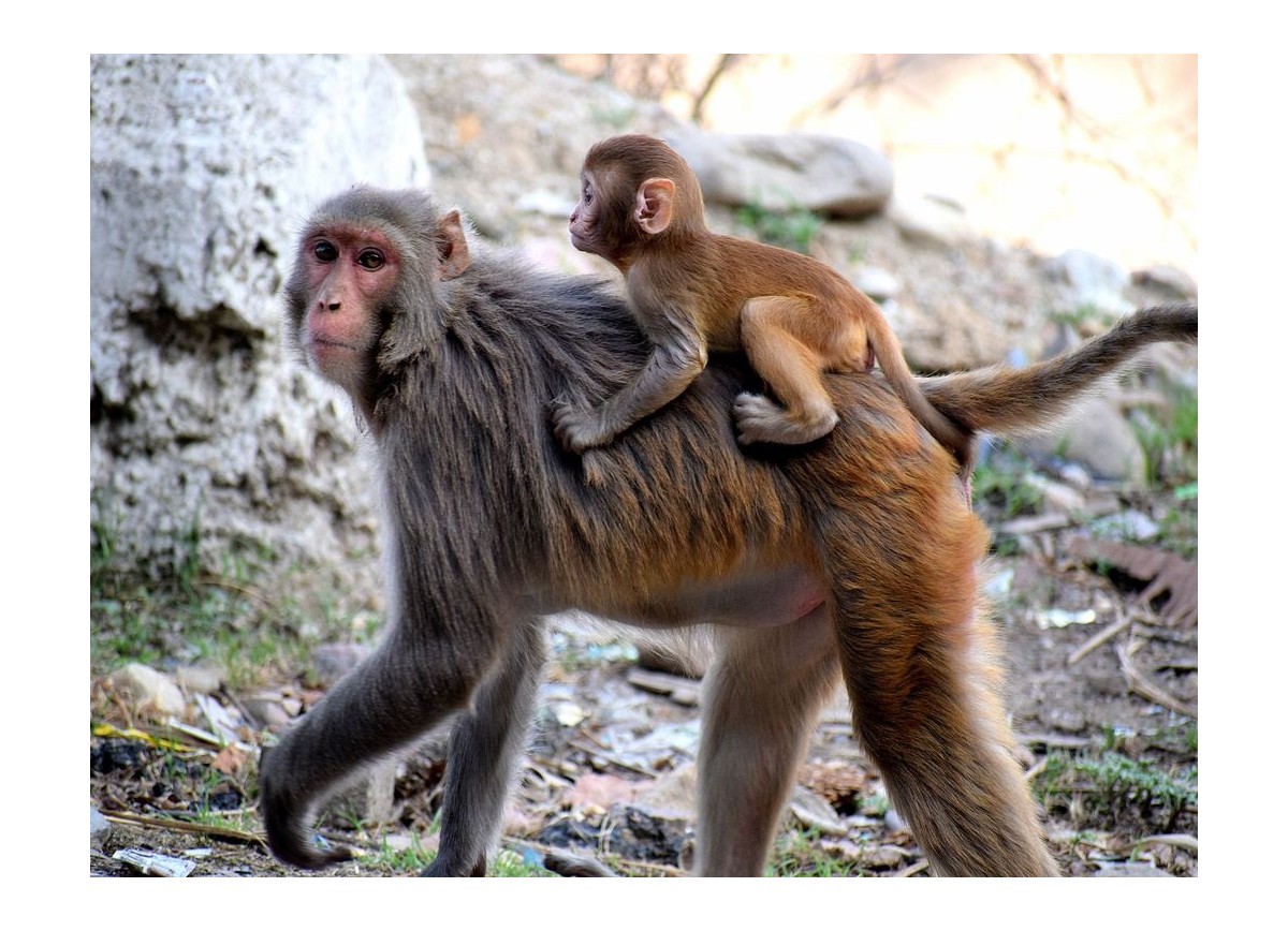 Animales 16