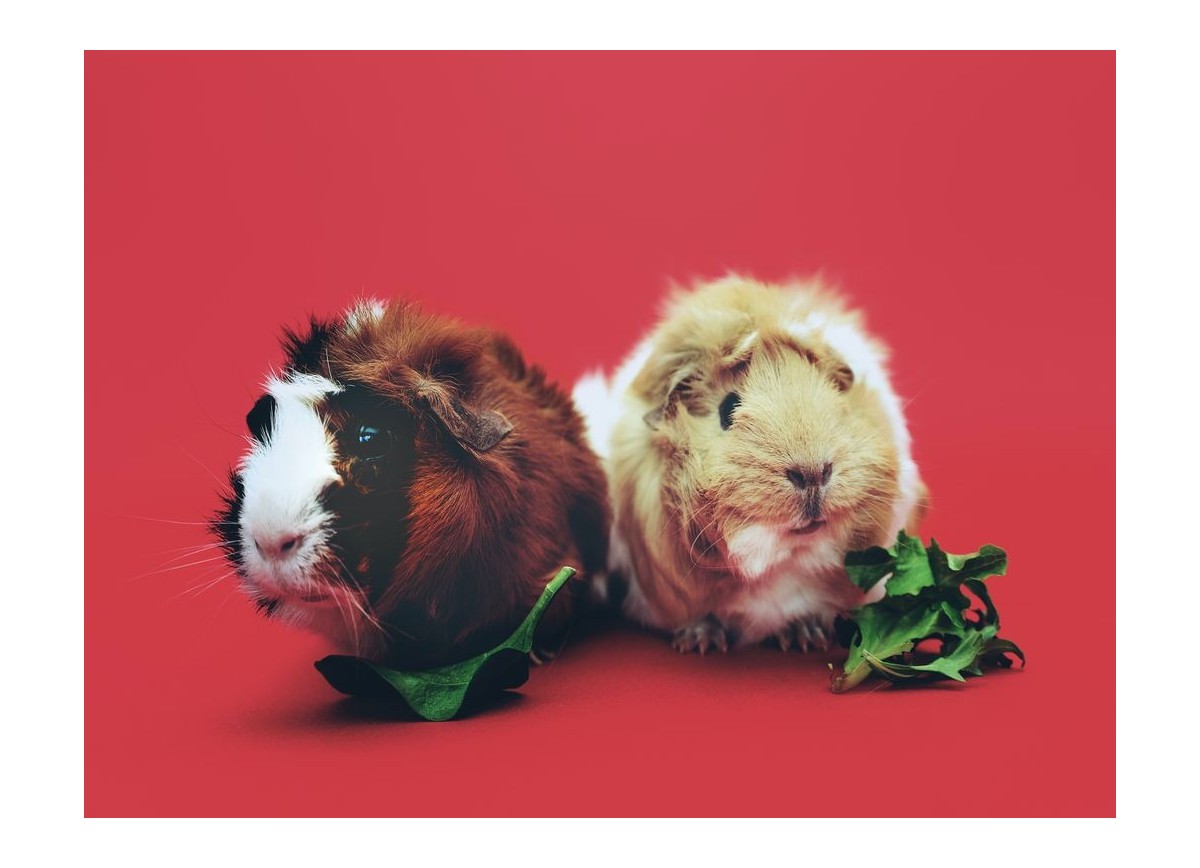 Animales 17